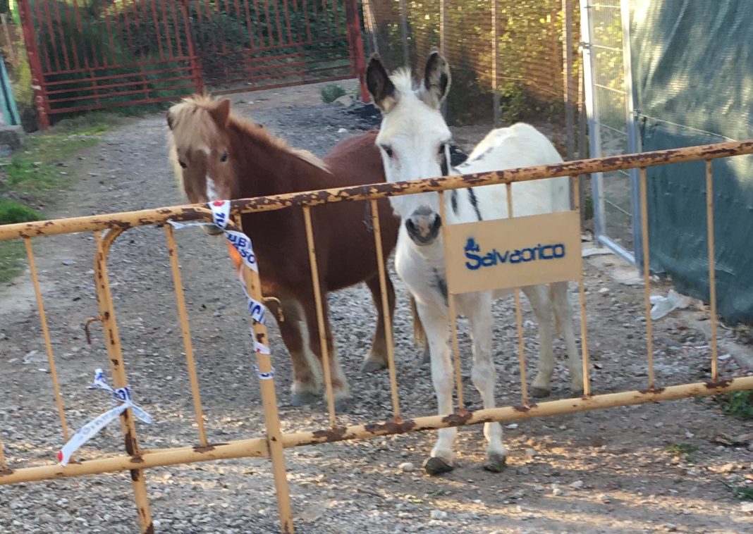 An Equine Nativity