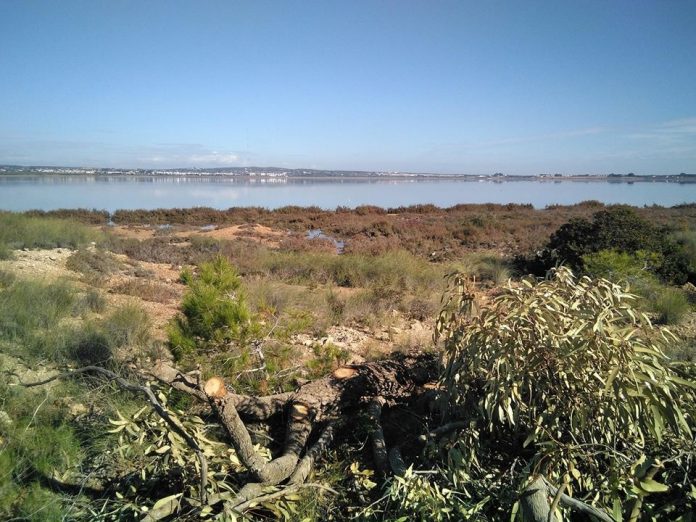 Contractors felled Eucalyptus trees - that had grown as big as 18 metres