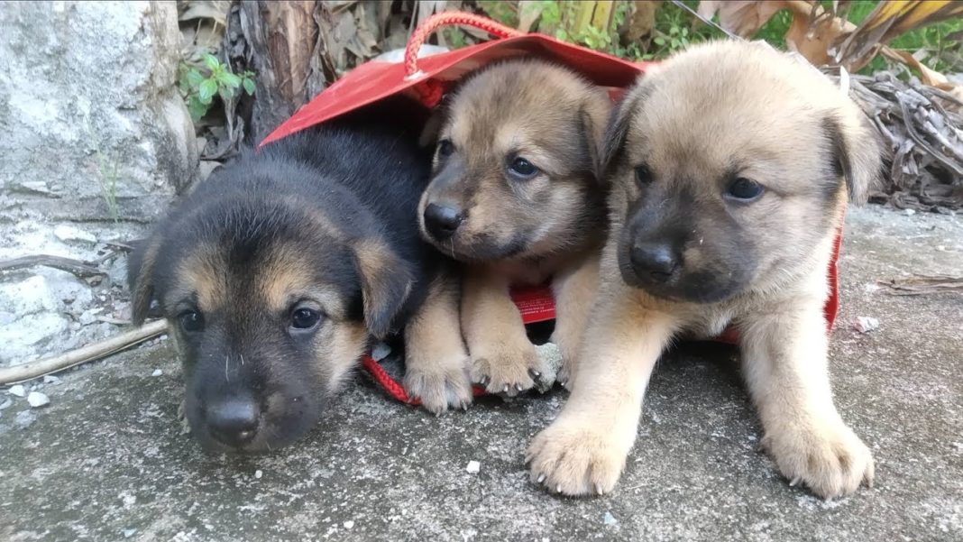 PUPS ABANDONED IN HONDON-ALBATERA