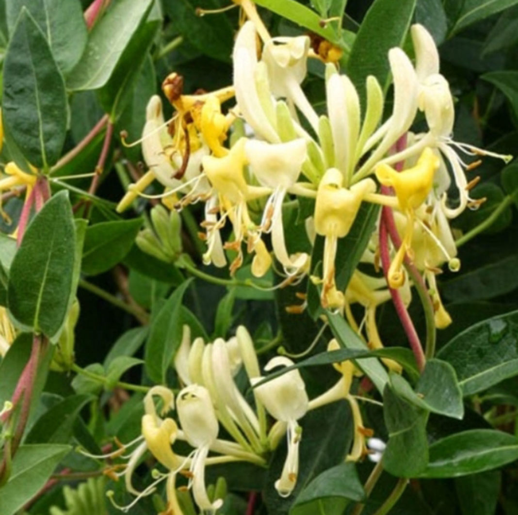 Gardening: Honeysuckle