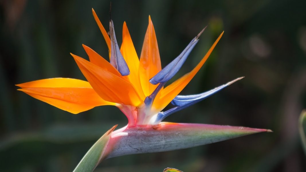 Bird of Paradise