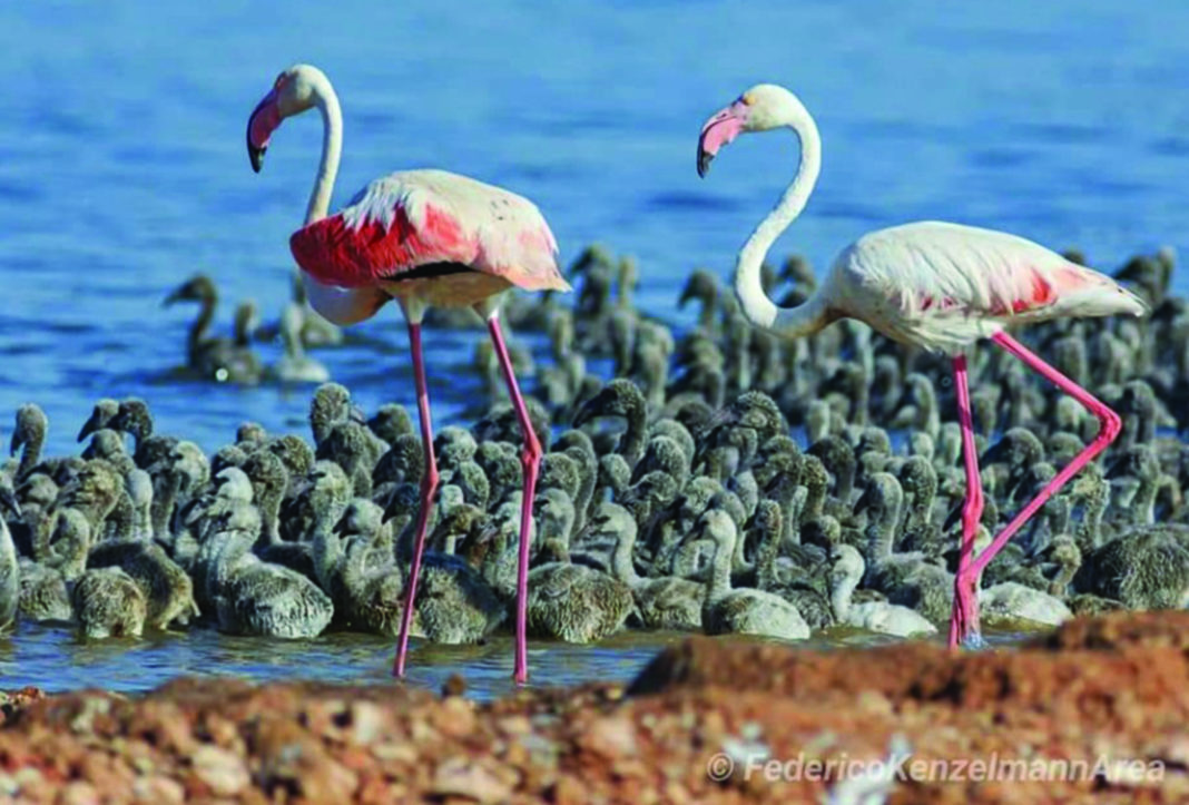 Beach life in Torrevieja for Flamingo!