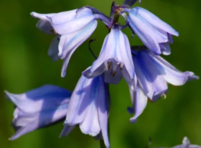 Garden Felix: Spanish Bluebell