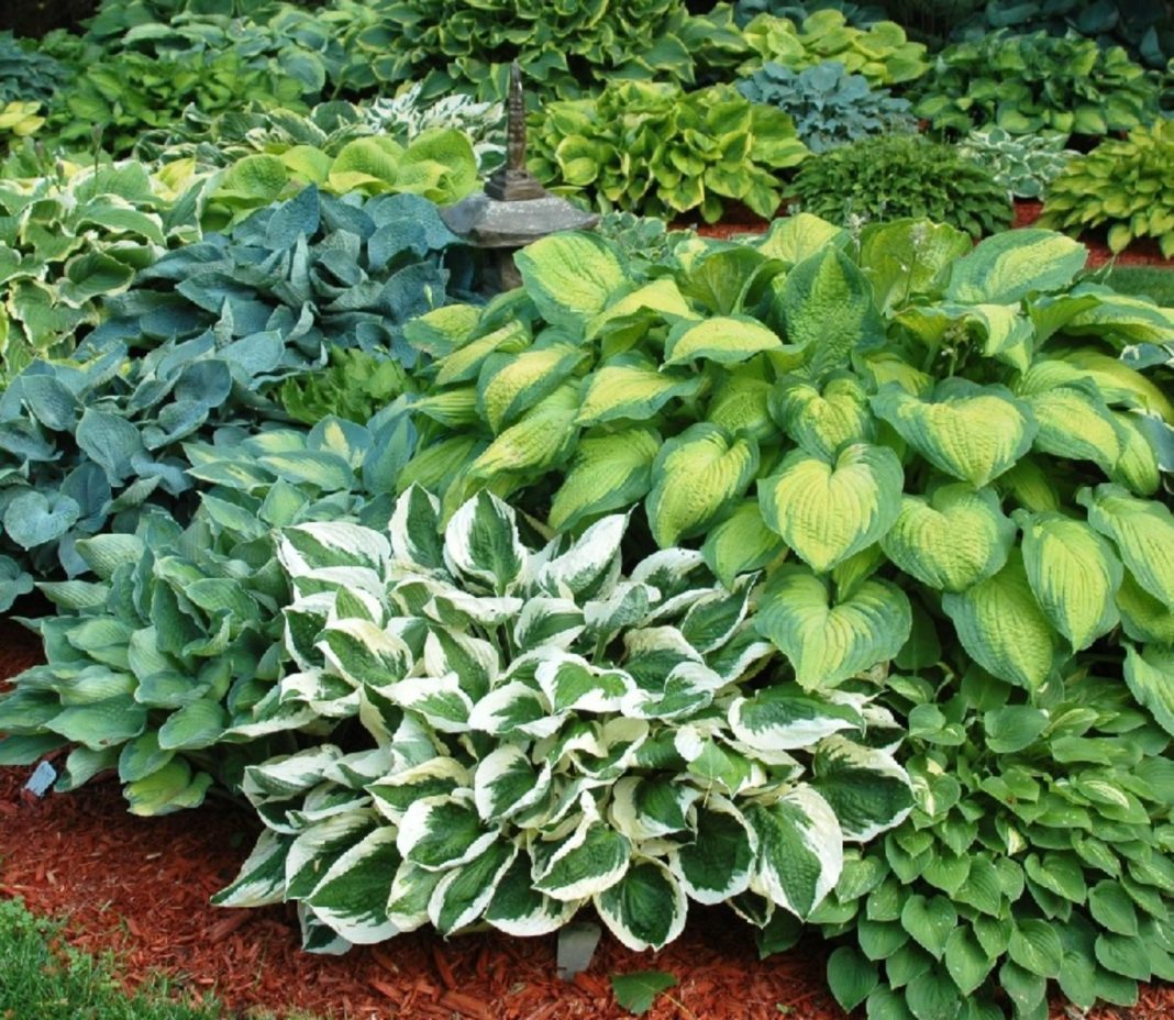 Garden Felix - Hostas drought tolerant perennial ideal for Spanish garden