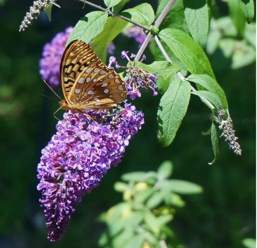 Garden Felix: Buddleia Davidii