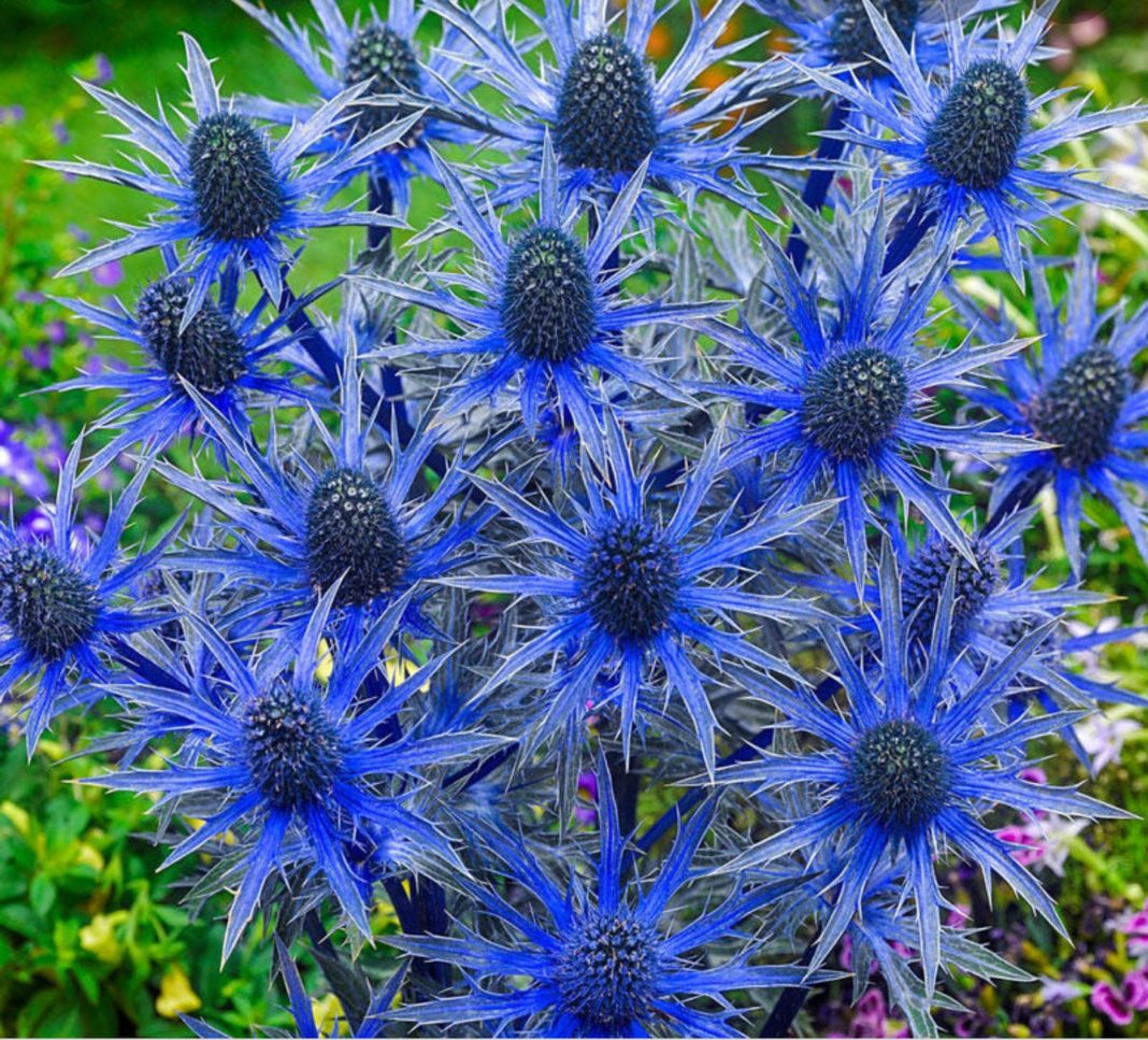 Garden Felix: Sea Holly provide unique fascinating addition to garden