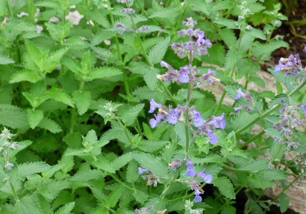 Garden Felix CATMINT