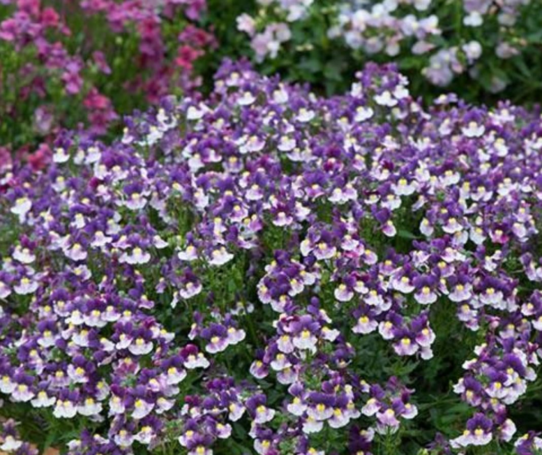 Garden Felix - Nemesia Berries and Cream endless streams of fragrant flowers all summer