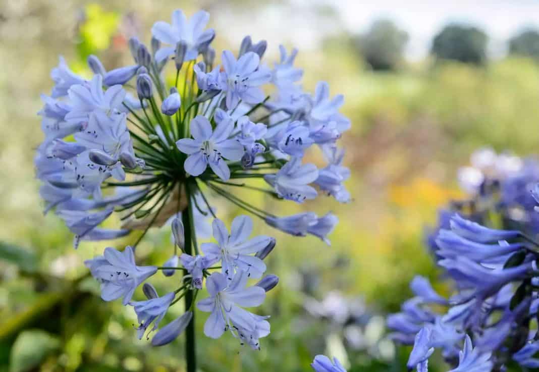 They are loved for their globe-shaped summer flowerheads