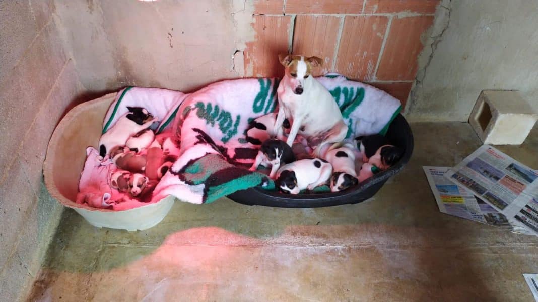 Finca la Castellana Animal Welfare