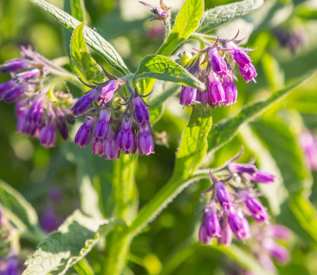 Garden Felix - Comfrey