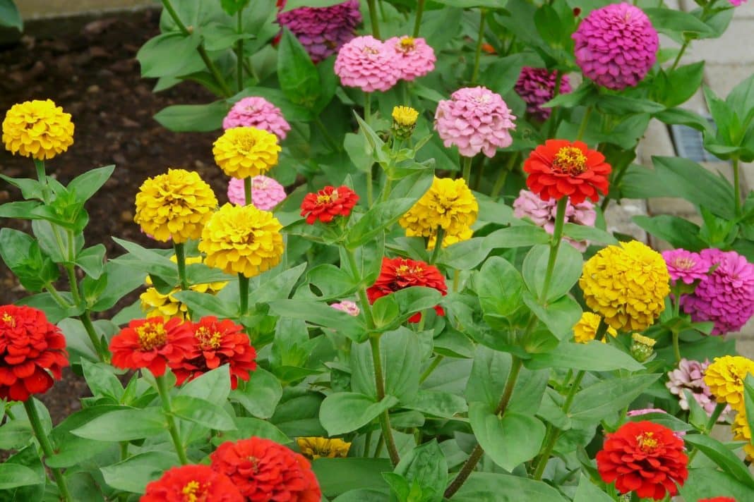 Garden Felix - Zinnias attract bees, butterflies and hoverflies