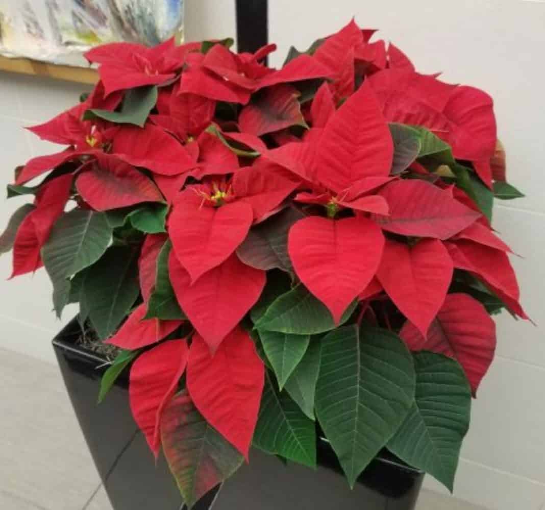 Garden Felix: Poinsettias