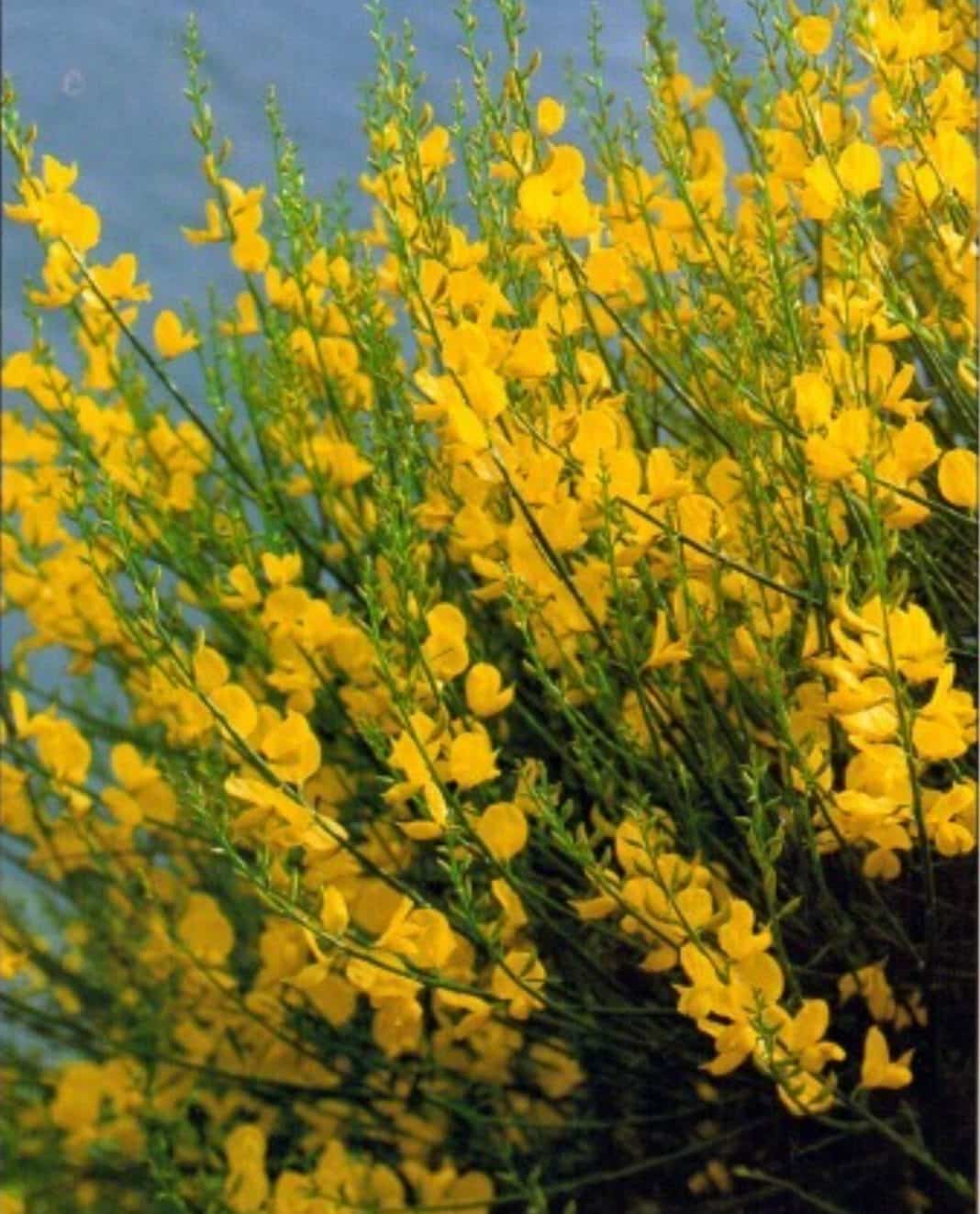 Garden Felix - Spanish Broom