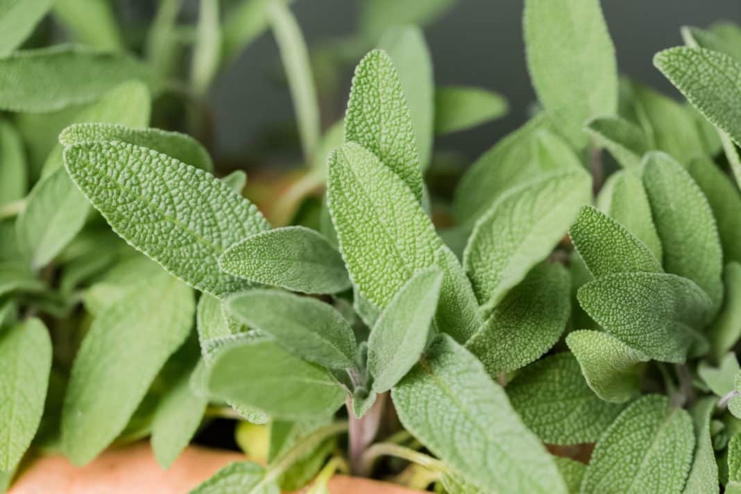 Sage - showstopper in winter dishes