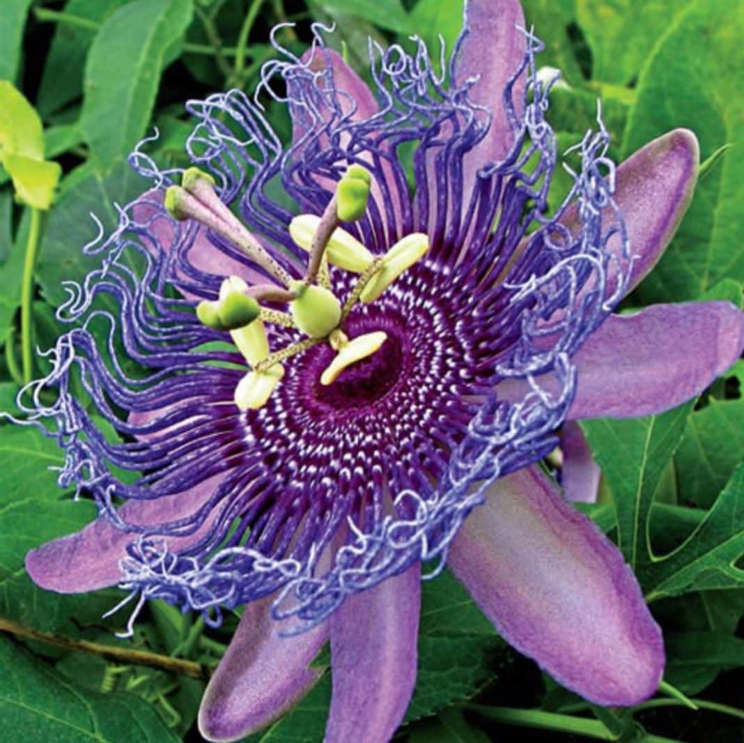 Garden Felix - Passiflora