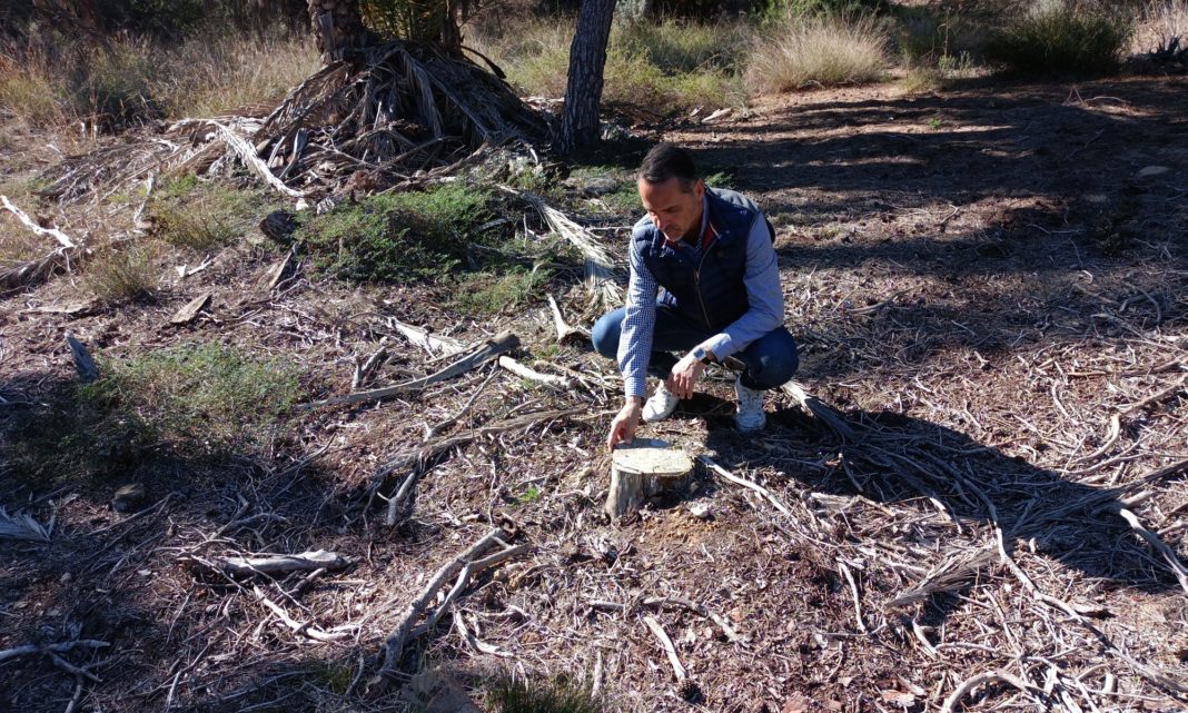 CONTIGO Elche Denounce La Marina Pine Forest Felling