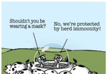Herd Immunity for Rustlers? by David Aitken
