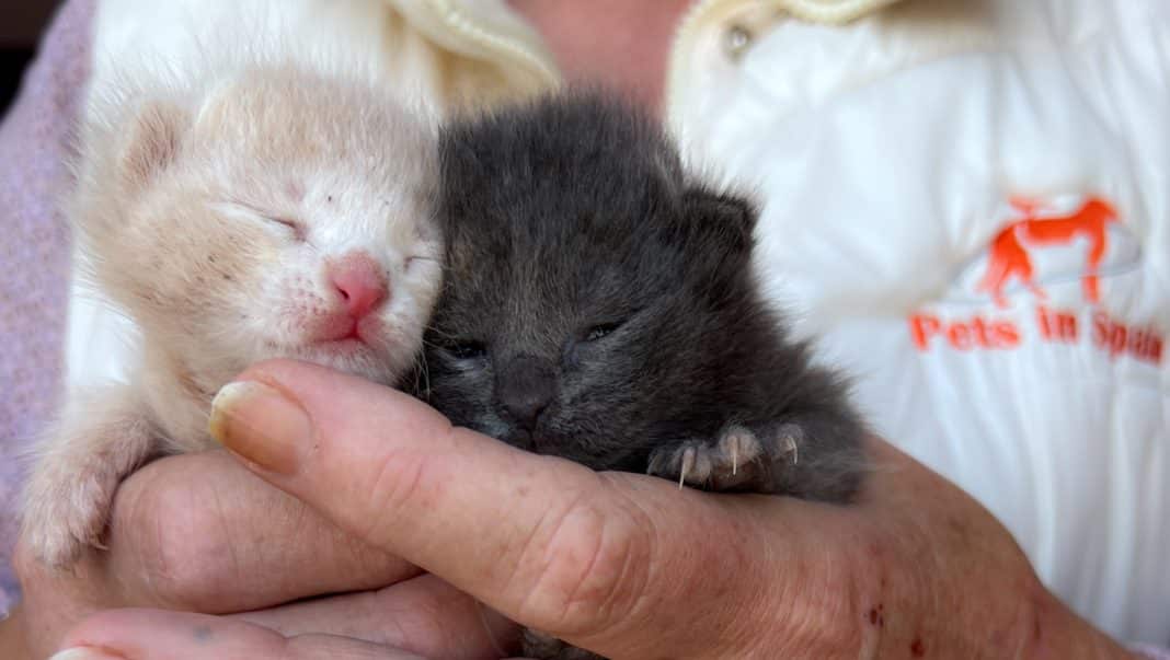 Pets in Spain Charity Shop to close in La Marina