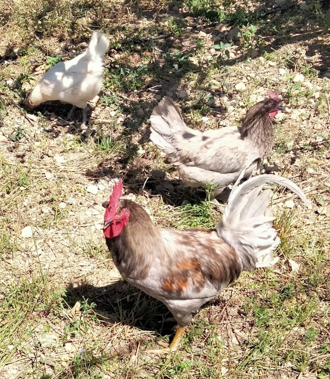 Cock-a-doodle-do! 500 roosters, hens and chickens to be removed in Torrevieja