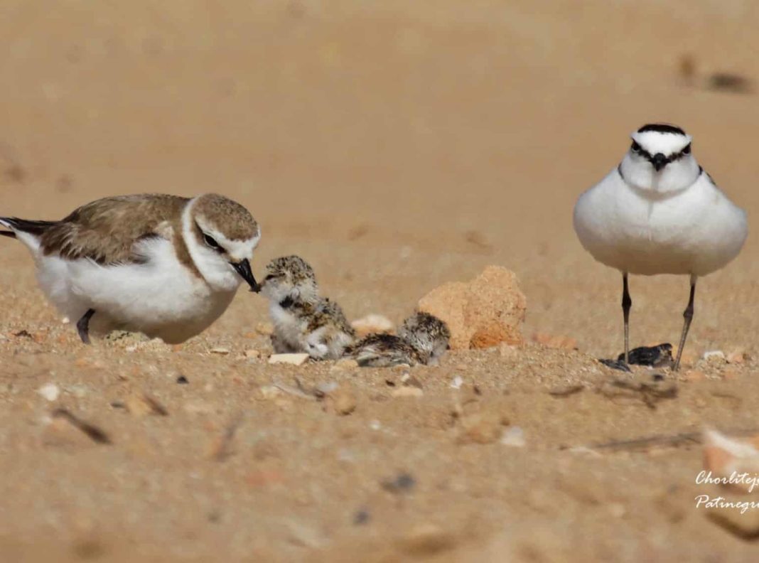 Kentish Plover returns to nest on La Mata beach