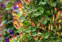 Garden Felix – Spanish flag’s exotic love!