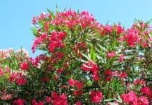 Garden Felix – Oleanders pink, red, orange, yellow and white flowers!
