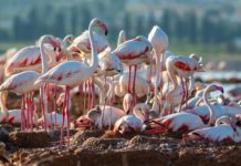 Returning Flamingos faithful to Torrevieja pink lagoon