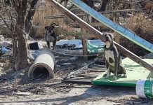 Orihuela Marijuana plantation, guarded by dangerous dogs, dismantled